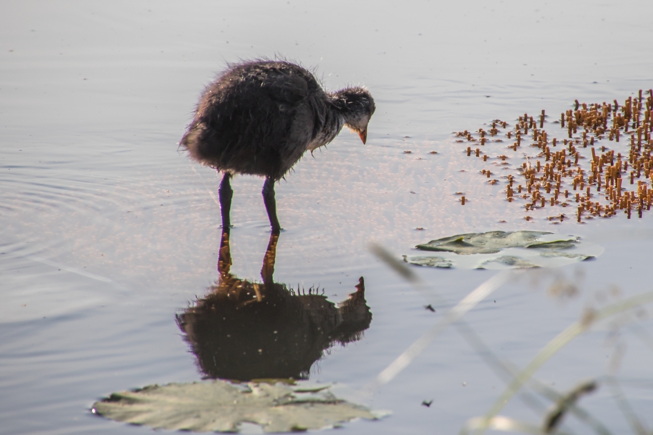 Remy - Vogels - Meeerkoet