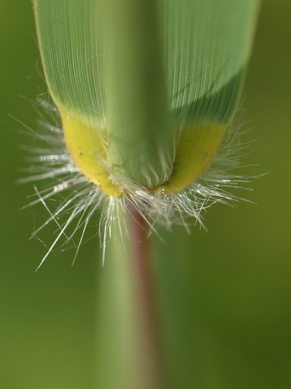 riet-kraag - Planten - riet