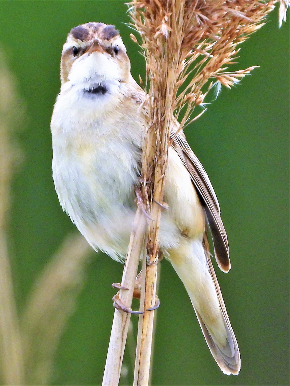 Rietzanger - Vogels - Rietzanger