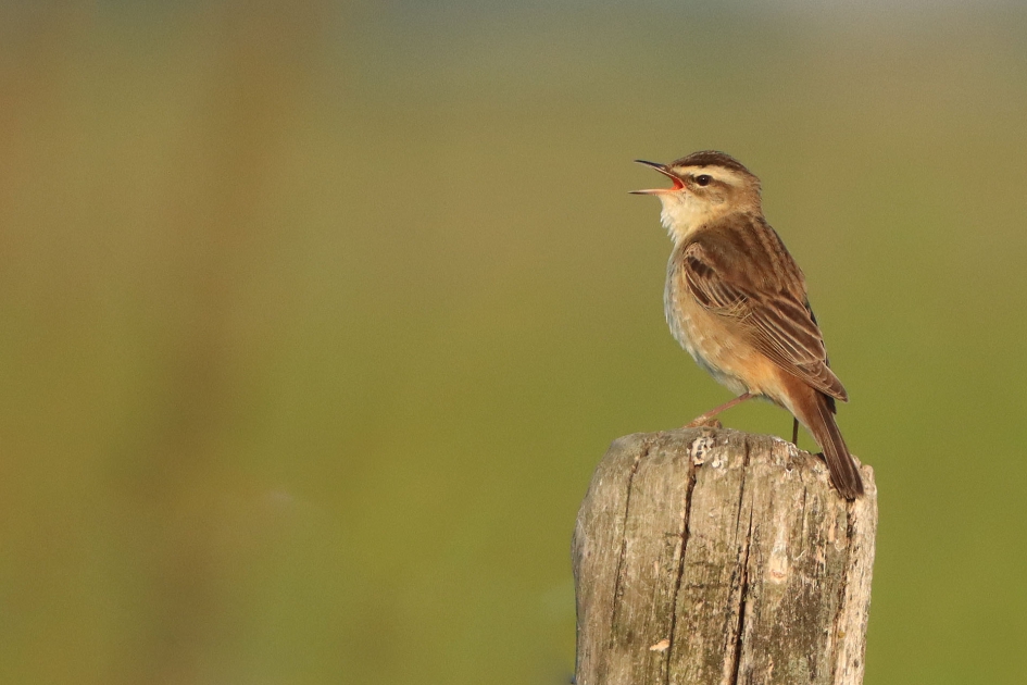 Rietzanger - Vogels - Rietzanger