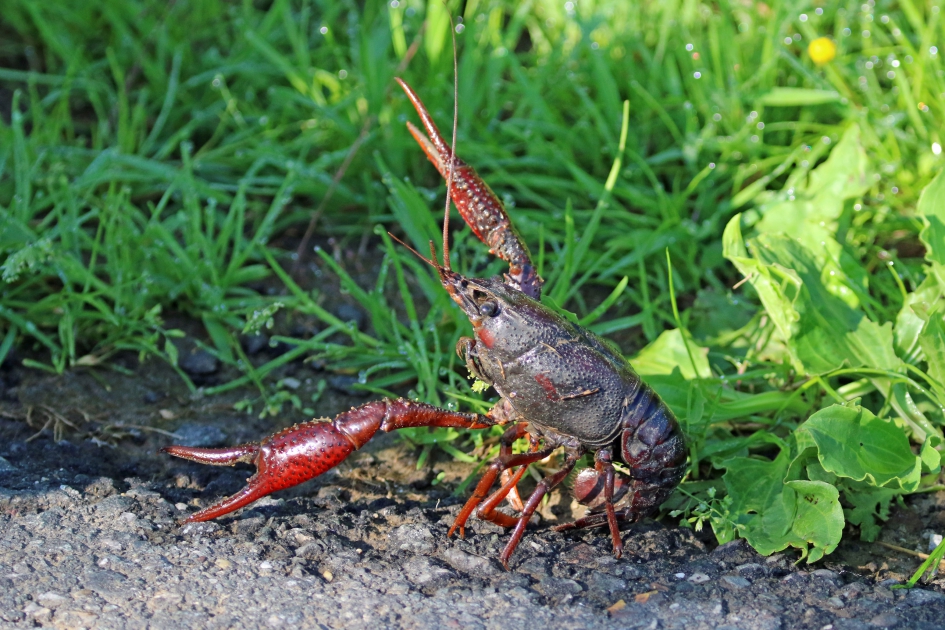 Rivierkreeft (2) - Geleedpotigen - 