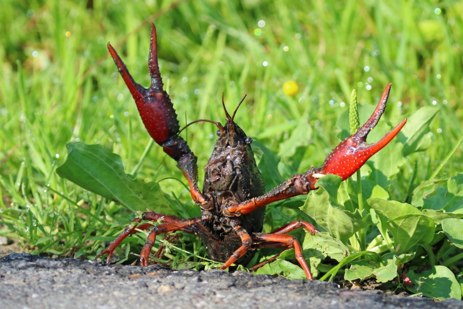 Rivierkreeft (3) - Geleedpotigen - 