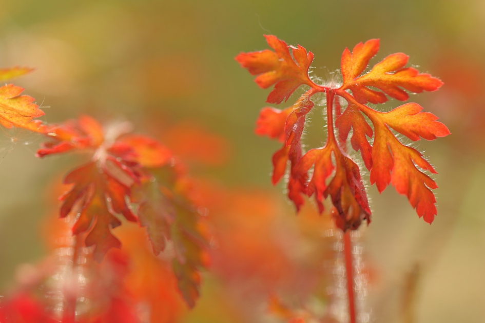 Robertskruid - Planten - Robertskruid