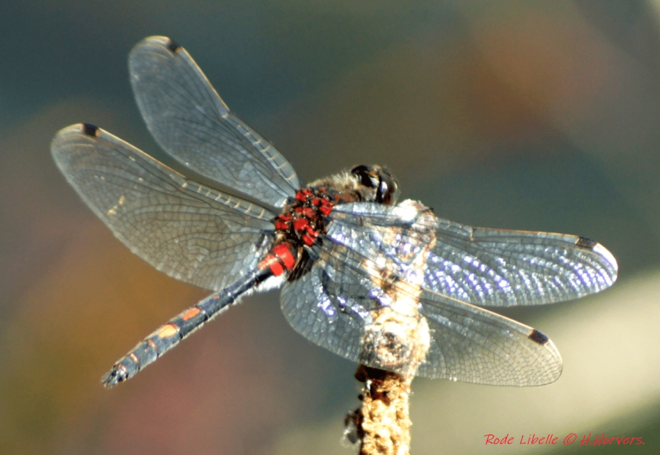 Rode libelle.. - Geleedpotigen - Rode libelle..