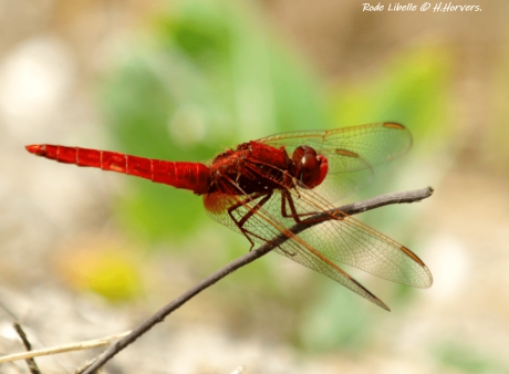 Rode libelle.