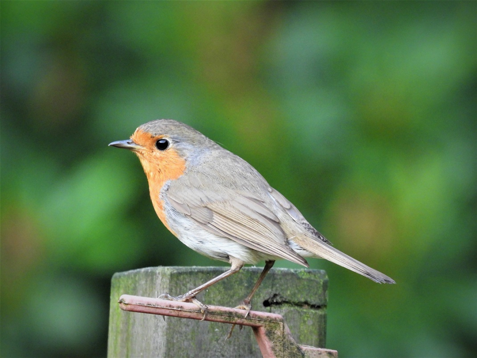 Roodborst - Vogels - Roodborst