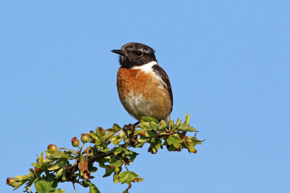 Roodborsttapuit - Vogels - 