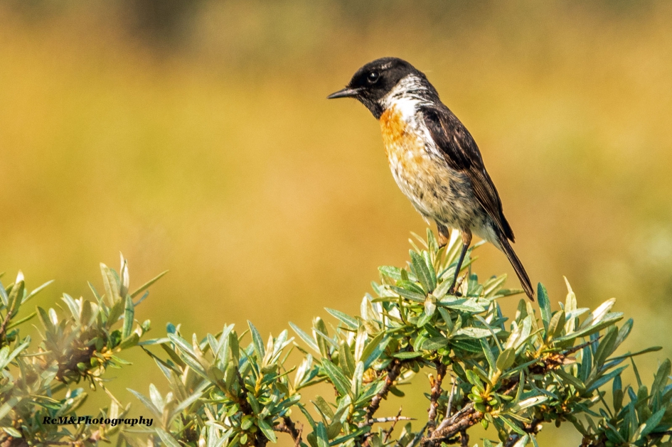Roodborsttapuit. - Vogels - Roodborsttapuit.