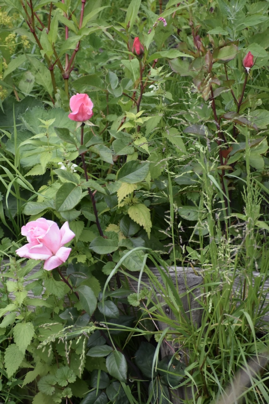 Rozen langs de sloot - Planten - 