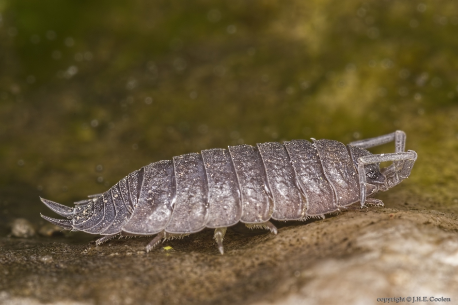 Ruwe pissebed (Porcellio scaber) - Geleedpotigen - Ruwe pissebed