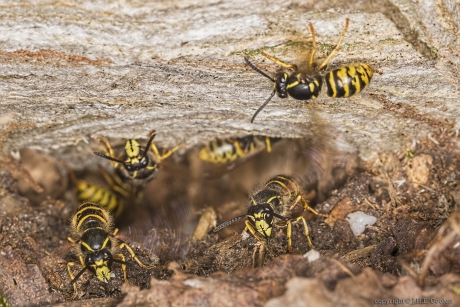Saksische wesp (Dolichovespula saxonica)