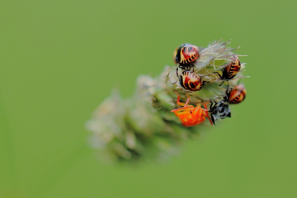 schildwants - Geleedpotigen - schildwants