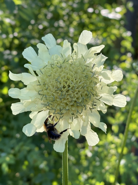 Schoepkruid bezocht door een bij