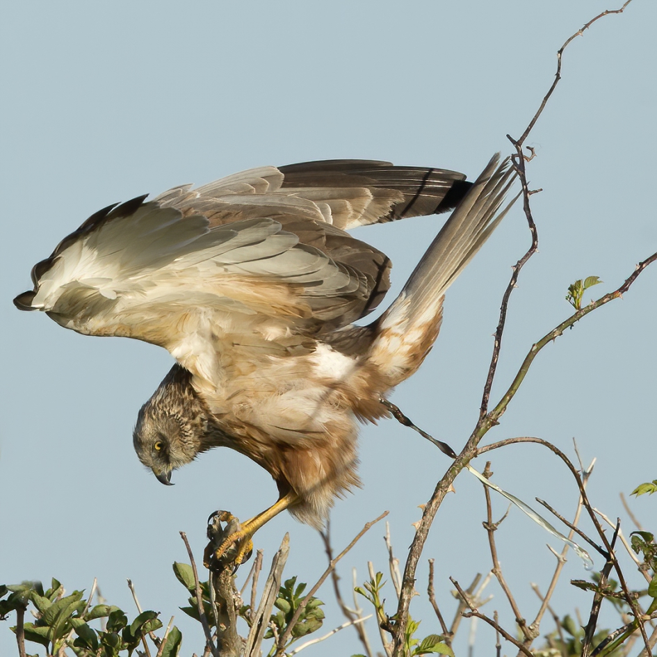Shit !!! - Vogels - Bruine Kiekendief