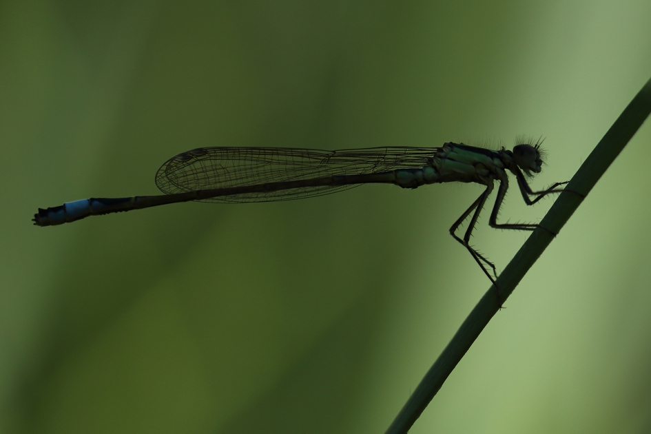 silhouet - Geleedpotigen - lantaarntje