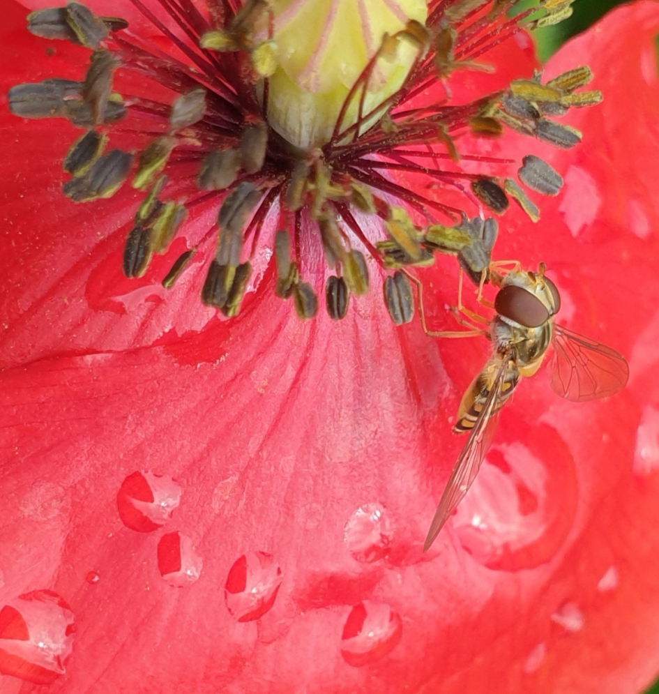 Snorzweefvlieg - Geleedpotigen - 