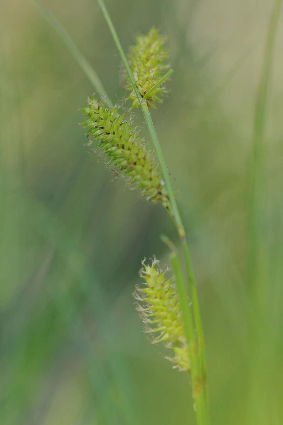 snavelzegge - Planten - snavelzegge