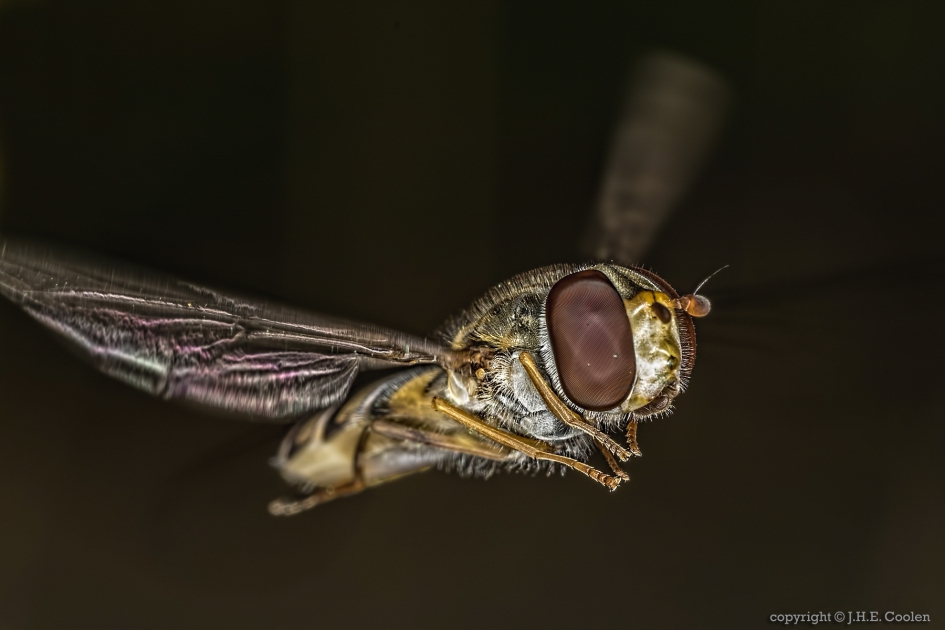 Snorzweefvlieg (Episyrphus balteatus) - Geleedpotigen - Snorzweefvlieg