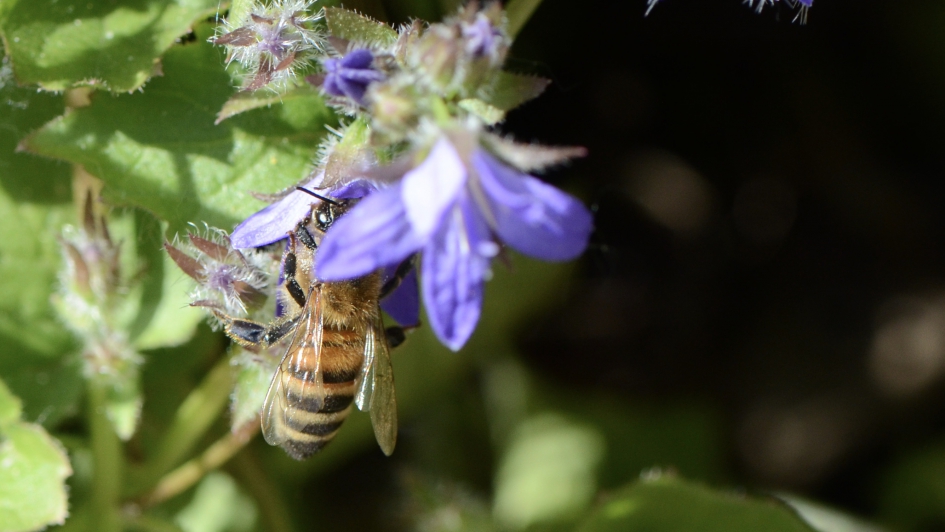 Snuffelen - Geleedpotigen - bij