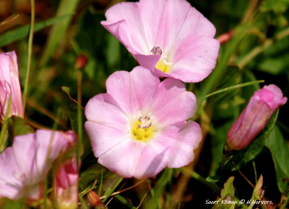 soort klimop - Planten - soort klimop
