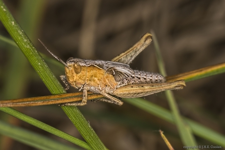 Sprinkhaan uit de  Chorthippus biguttulus-groep
