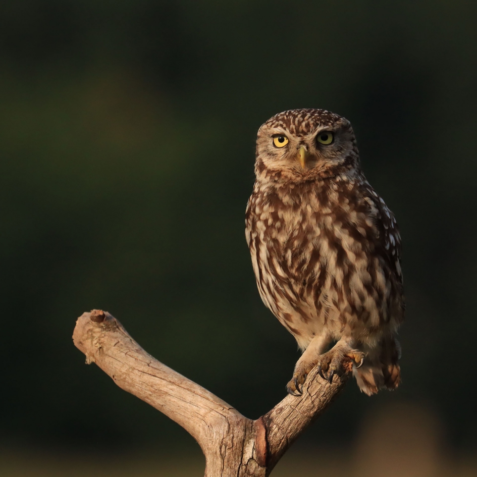Steenuil - Vogels - Steenuil