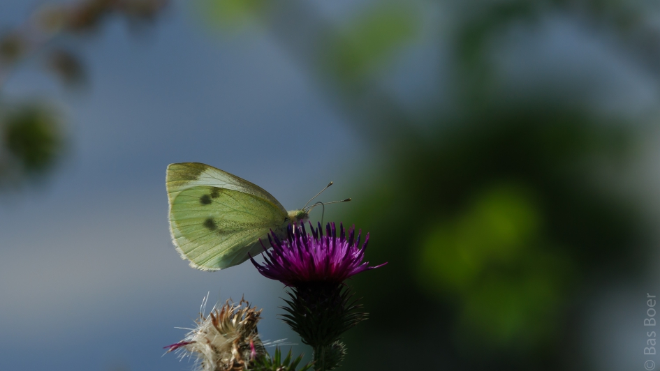 Stekkelig Witje - Geleedpotigen - Koolwitje