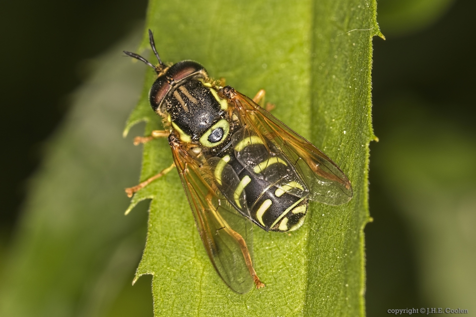 Stipfopwesp Chrysotoxum festivum - Geleedpotigen - Stipfopwesp