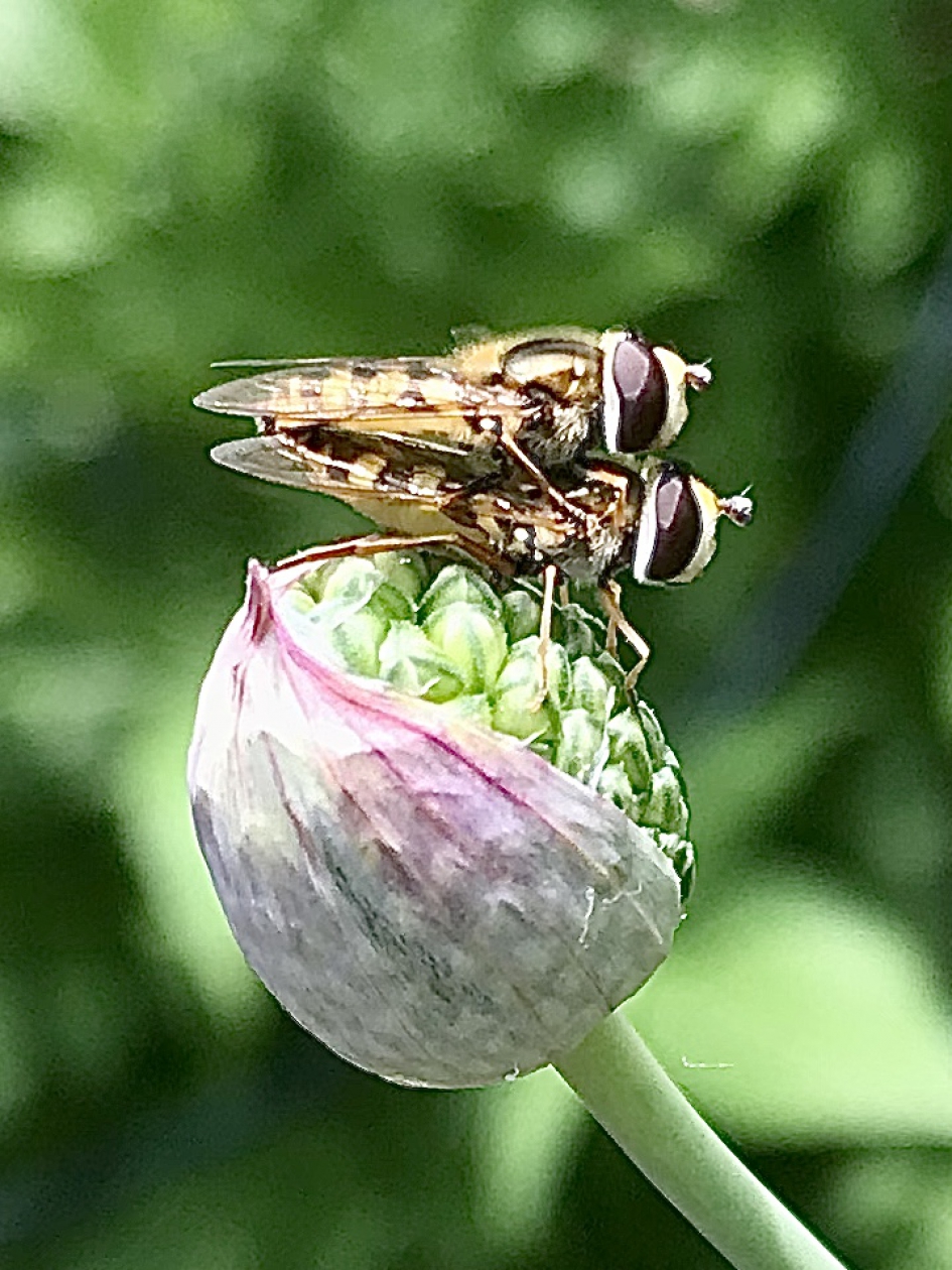 Terrasjeskommazweefvlieg - Geleedpotigen - Terrasjeskommazweefvlieg