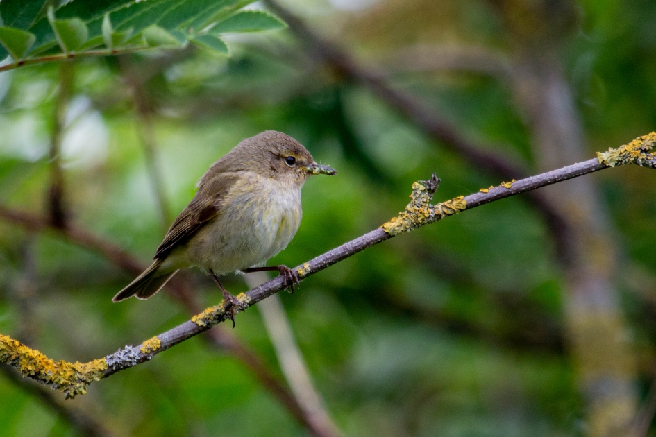 Tjiftjaf met voer - Vogels - Tjiftjaf