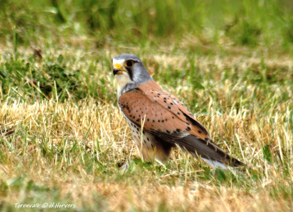 Torenvalk - Vogels - Torenvalk