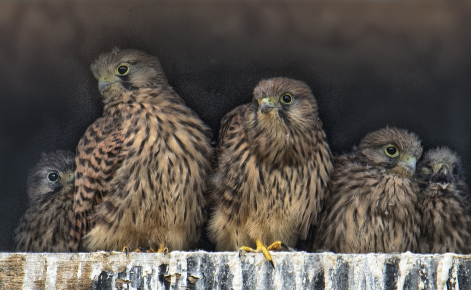 Torenvalken - Vogels - Torenvalk