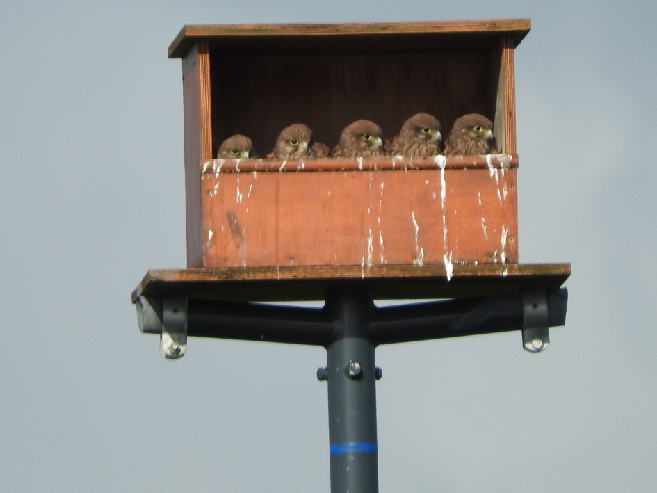Torenvalk(jes) - Vogels - Torenvalk