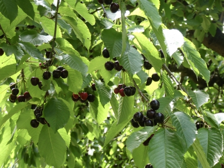 Trossen in alle maten