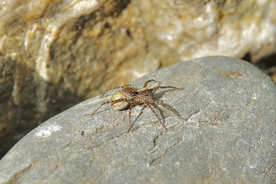 Tuinwolfspin met eiconcon - Geleedpotigen - Tuinwolfspin