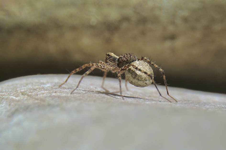 Tuinwolfspin met eiconcon 2 - Geleedpotigen - Tuinwolfspin