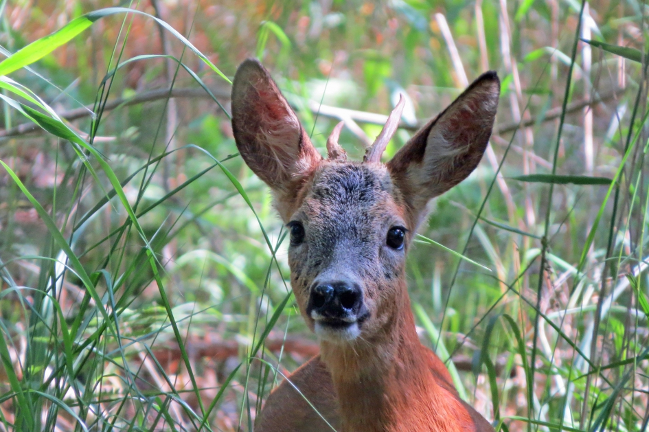 Twee reebruine ogen..... - Zoogdieren - 