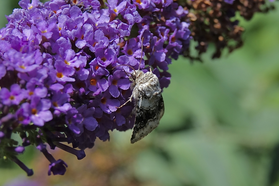 Tweekleurige Uil - Geleedpotigen - Tweekleurige Uil