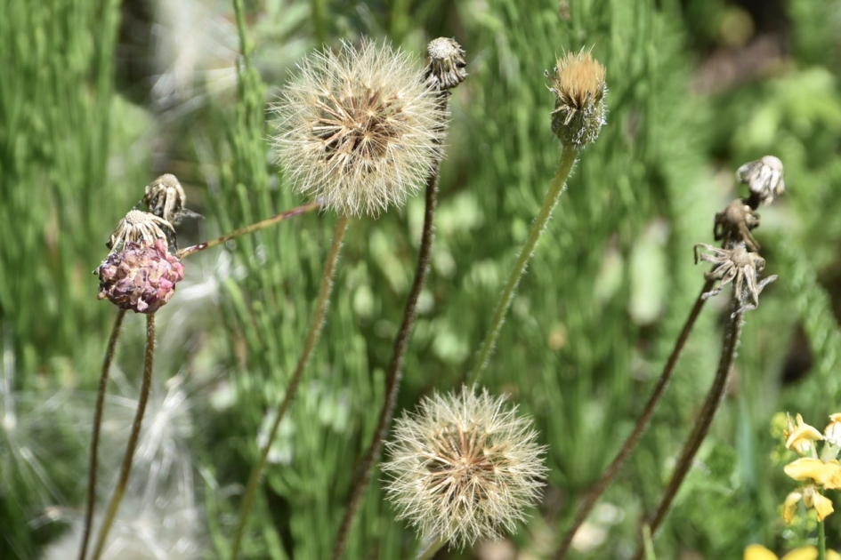 Uitgebloeid - Planten - 