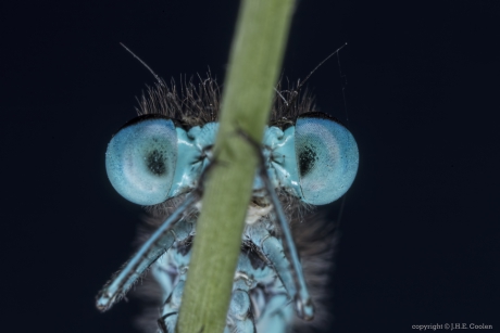 Variabele waterjuffer (Coenagrion pulchellum)