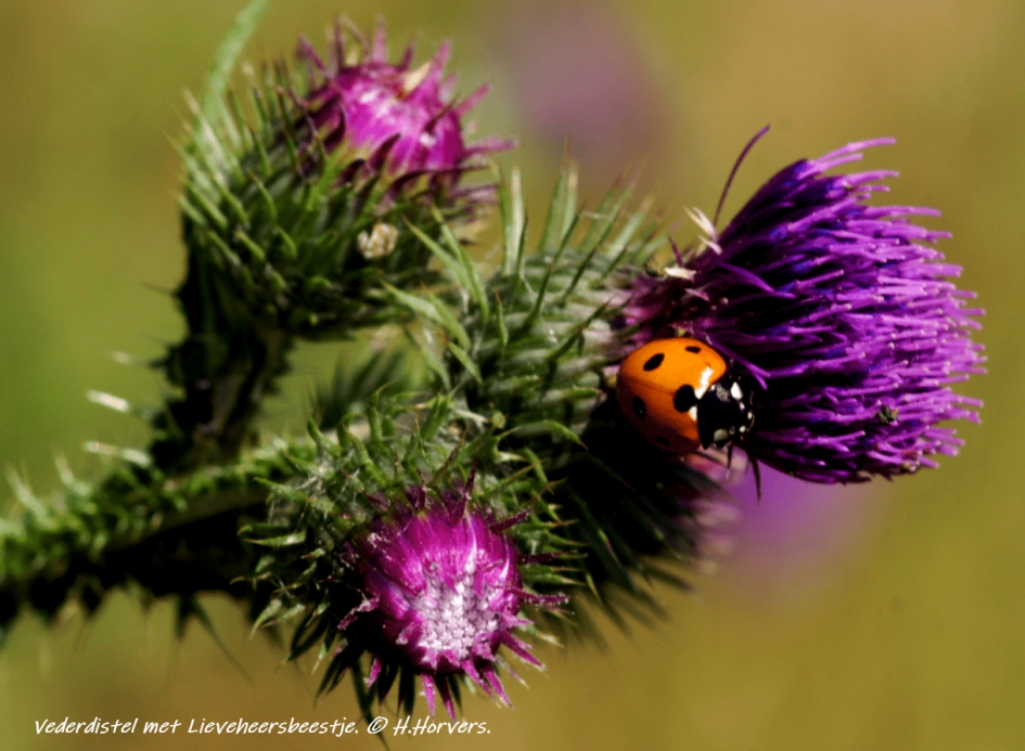 Vederdistel met lieveheersbeestje. - Planten - Vederdistel