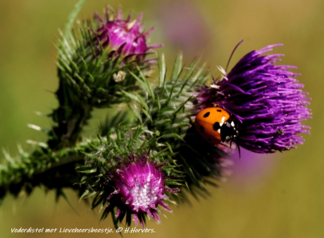 Vederdistel met lieveheersbeestje.