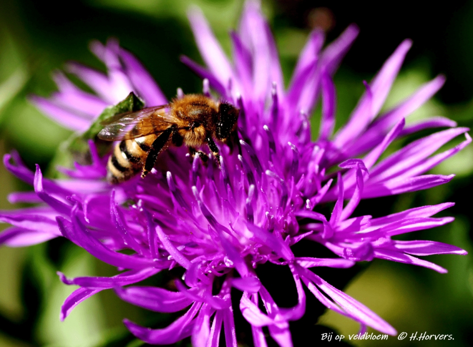 Veldbloem met bij - Planten - Veldbloem