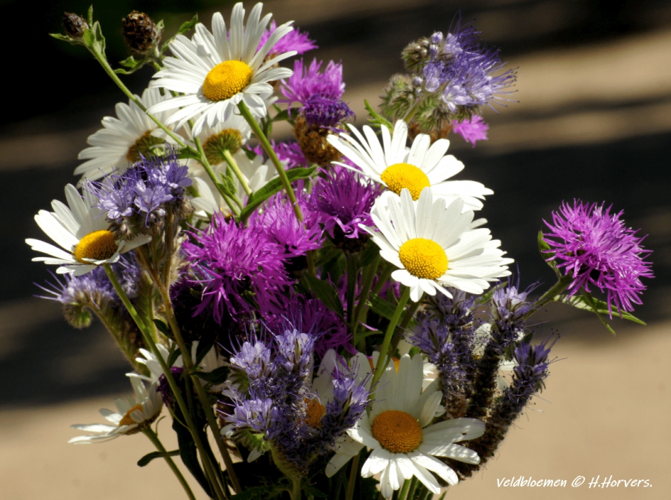 Veldbloemen. - Planten - Veldbloemen.