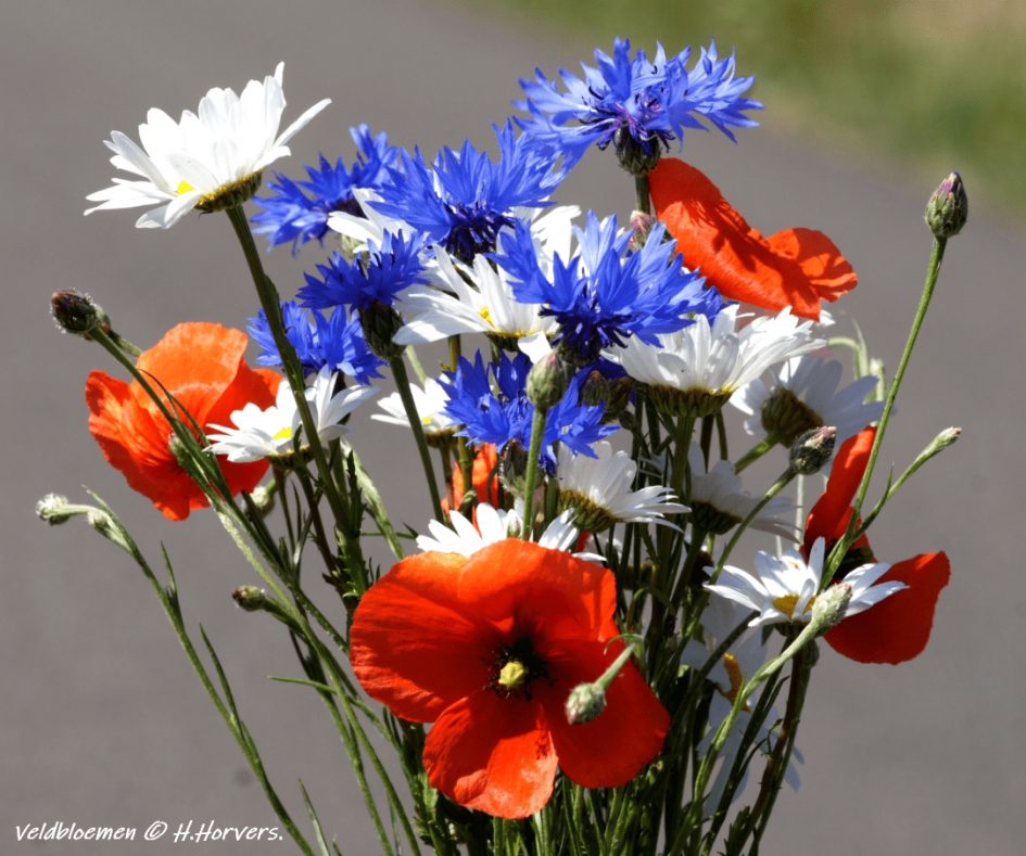 Veldbloemen. - Planten - Veldbloemen.