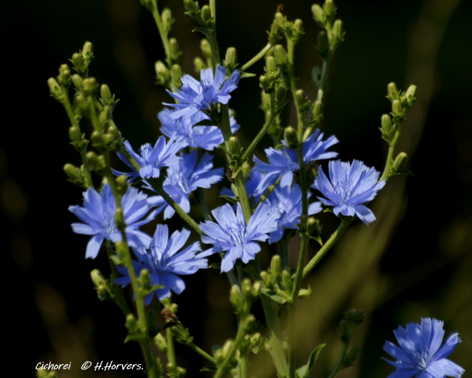 Veldbloemen Cichorei - Planten - Veldbloemen Cichorei