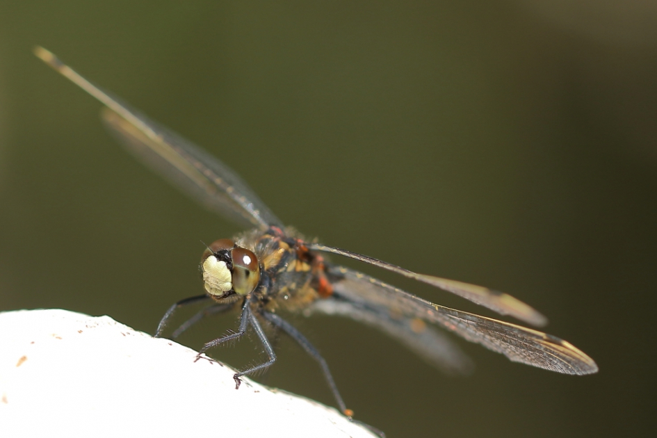 venwitsnuitlibel -m- - Geleedpotigen - venwitsnuitlibel