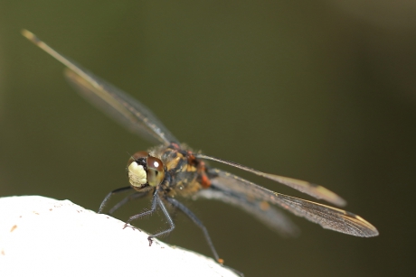 venwitsnuitlibel -m-