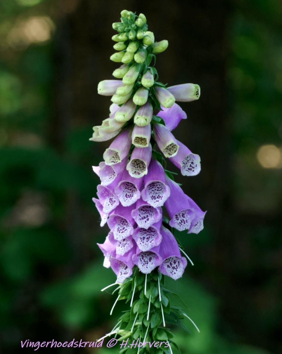 Vingerhoedskruid. - Planten - Vingerhoedskruid.