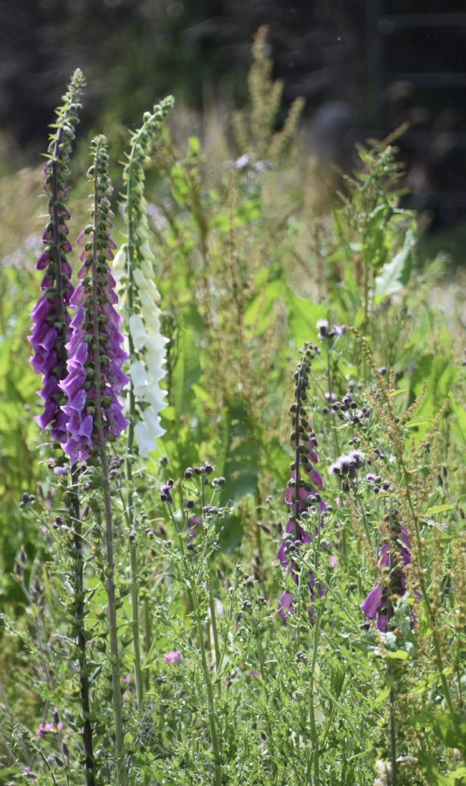 Vingerhoedskruid - Planten - 